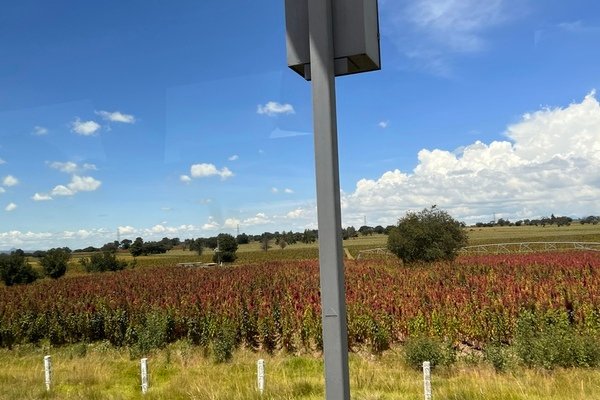 Cultivo sustentable