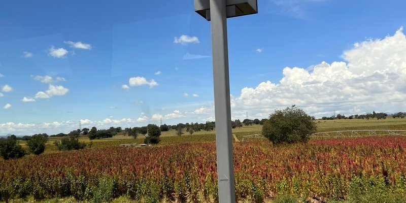 Harina y Semillas de Amaranto